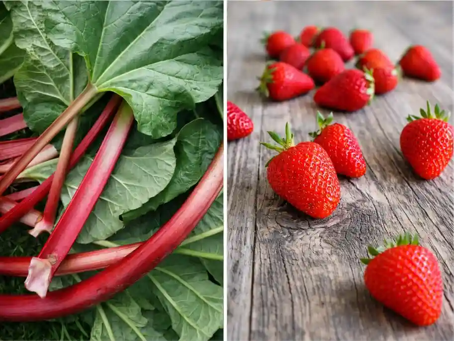 Frischer Rhabarber und Erdbeeren für Erdbeer Rhabarber Marmelade Rezept – Zutaten für Erdbeermarmelade mit Rhabarber