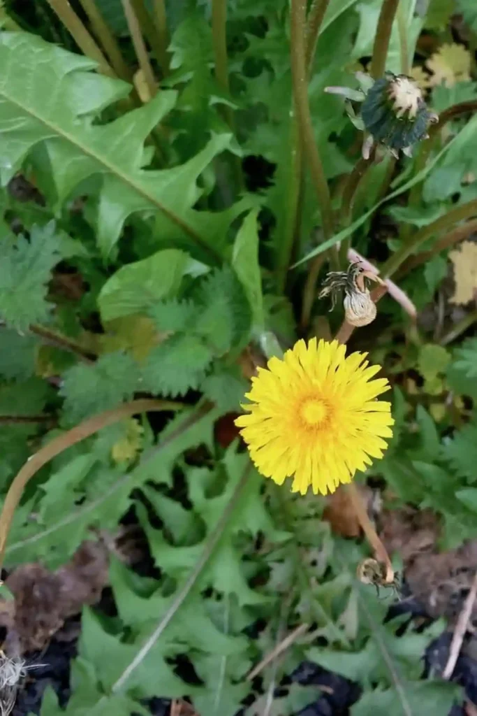 Frische Löwenzahnblüte mit grünen Blättern zum Sammeln für Löwenzahnhonig selbst gemacht