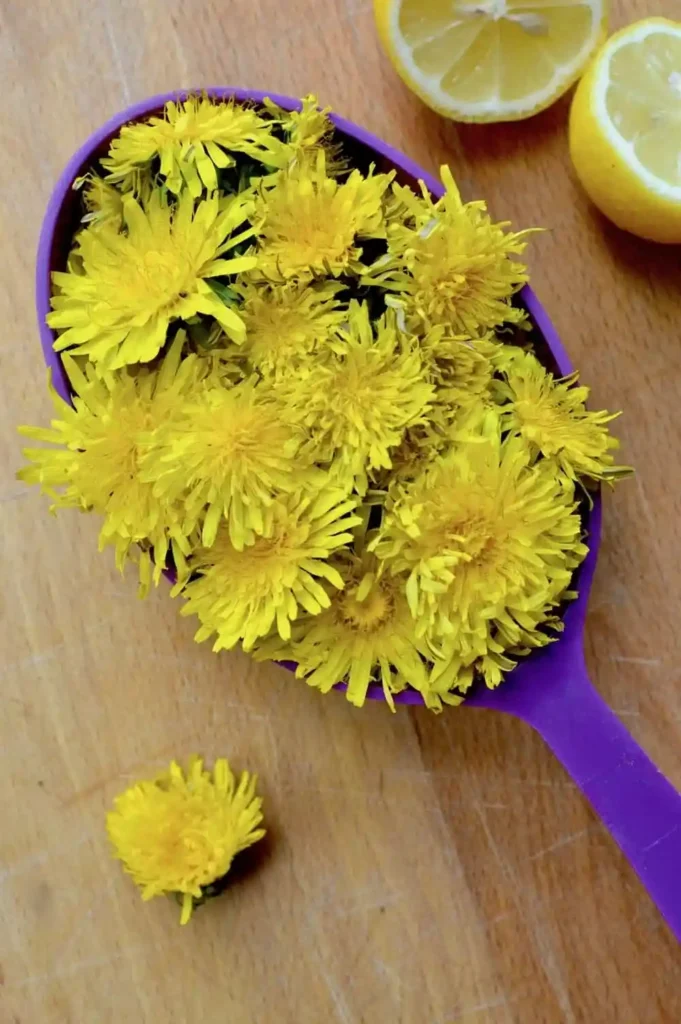 Frische Löwenzahnblüten mit Zitrone zum Löwenzahnhonig selber machen nach einfachem Löwenzahnhonig Rezept