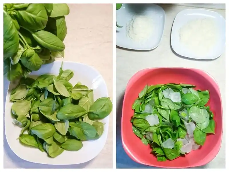 Frische Basilikumblätter werden für Basilikum-Pesto abgezupft und anschließend in einer Schüssel mit Eiswasser gekühlt.